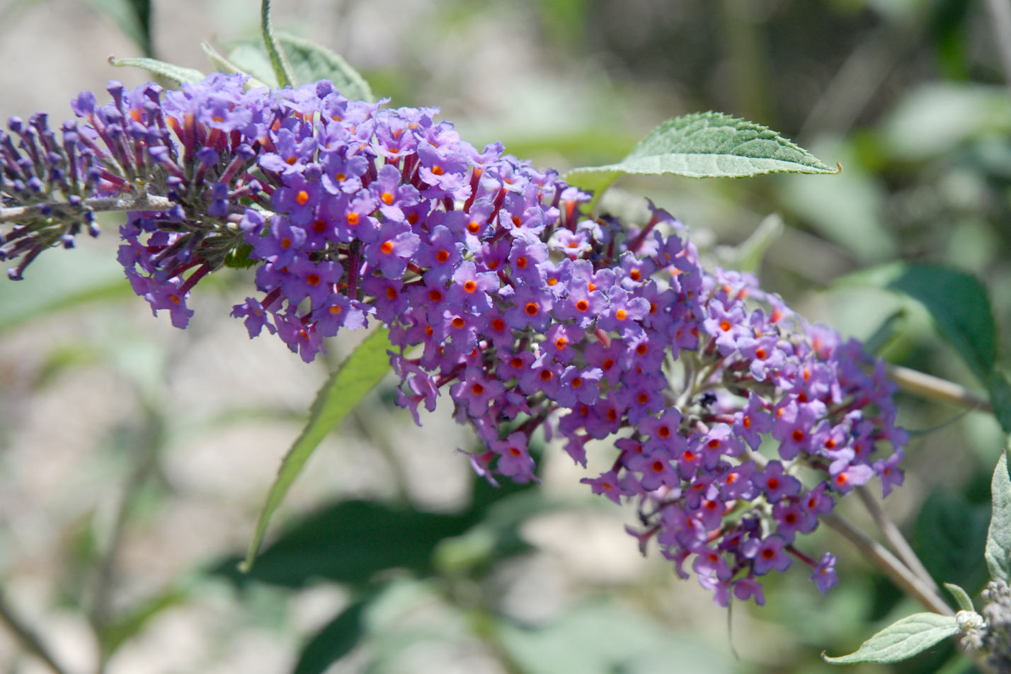 Butterfly Bush